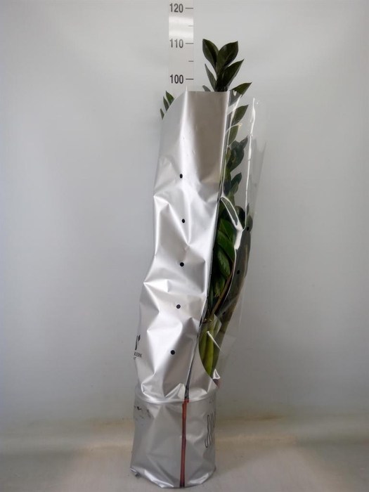 <h4>Zamioculcas zamiifolia 'Super Nova'</h4>