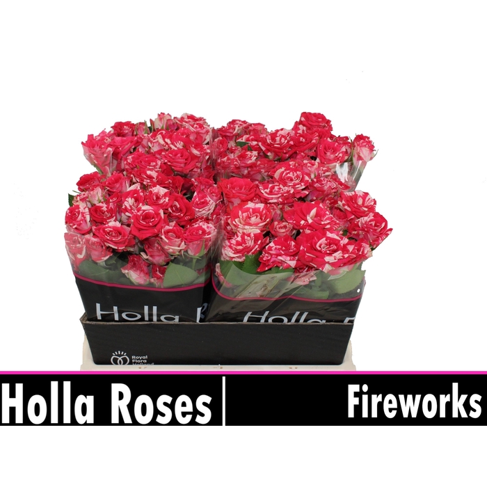 <h4>Fireworks</h4>