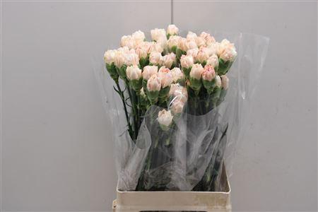 <h4>Di St Apple Tea</h4>