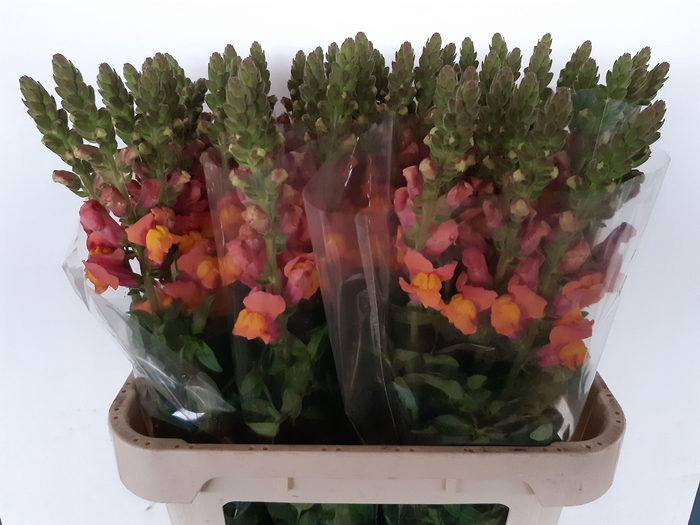 <h4>Antir Cool Orange</h4>