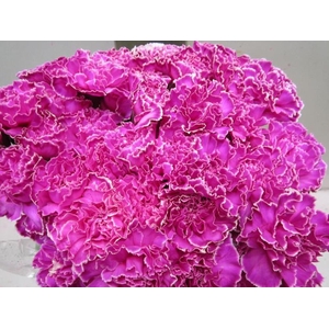 Di St G Cerise
