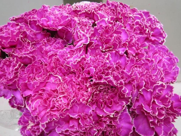 <h4>Di St G Cerise</h4>