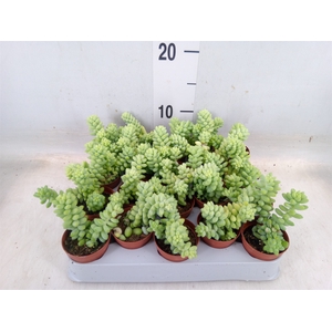 Succulents   ...