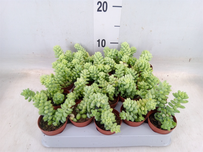 <h4>Succulents   ...</h4>