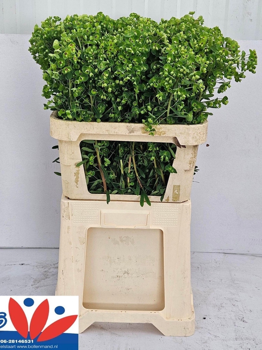 <h4>EUPH X MARTINI</h4>