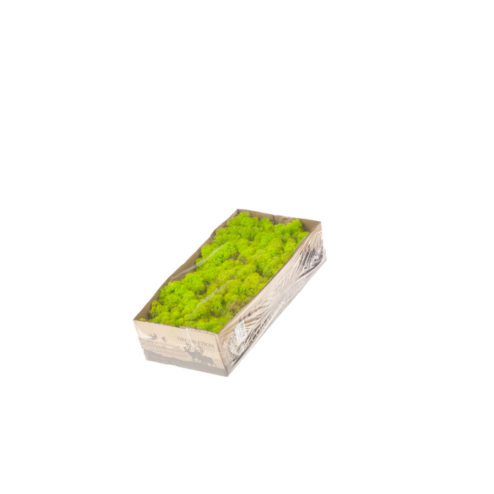 <h4>Reindeer Moss Preserved Sb Green</h4>