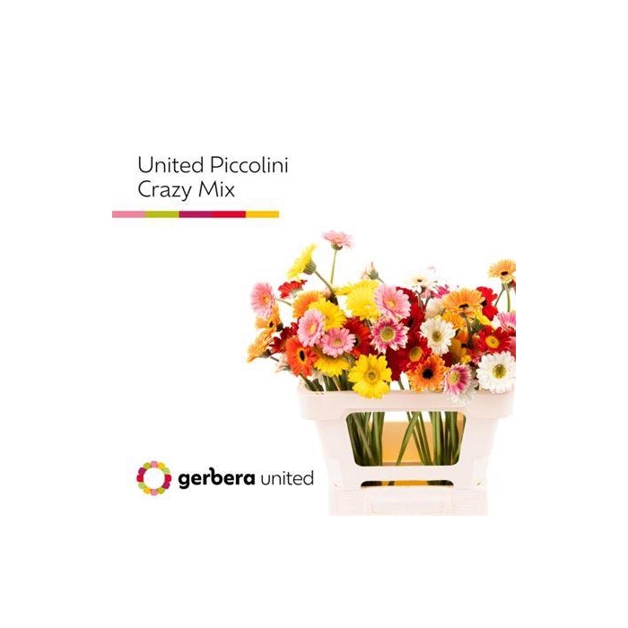 <h4>Ge Mi Piccolini Crazy Mix</h4>