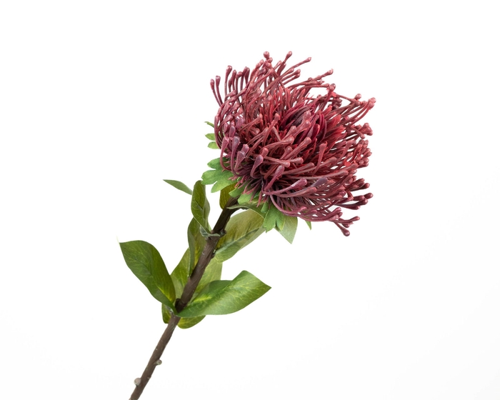 <h4>Leucospermum Nutan Bordeaux</h4>