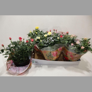 Ro Fav Ro Gem 4 Srt + Silver Glitter