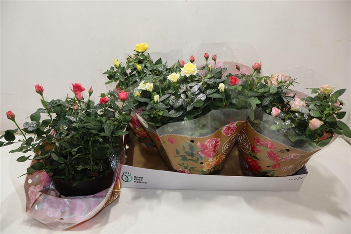 <h4>Ro Fav Ro Gem 4 Srt + Silver Glitter</h4>