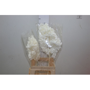 Dried Hyd Anne Bleach