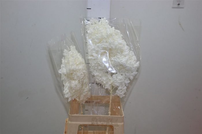 <h4>Dried Hyd Anne Bleach</h4>