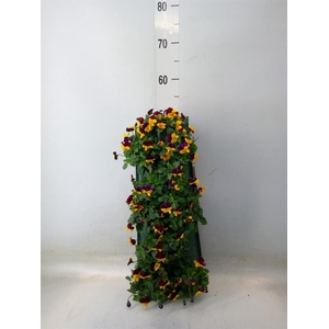 Viola corn. 'Evo Mini Yellow Blue'