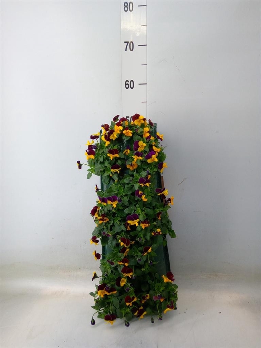 <h4>Viola corn. 'Evo Mini Yellow Blue'</h4>