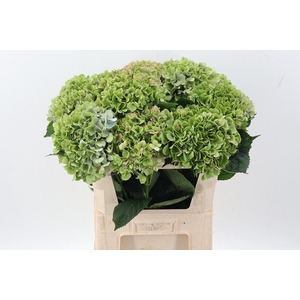 Hydr M Roy Benefi Cl