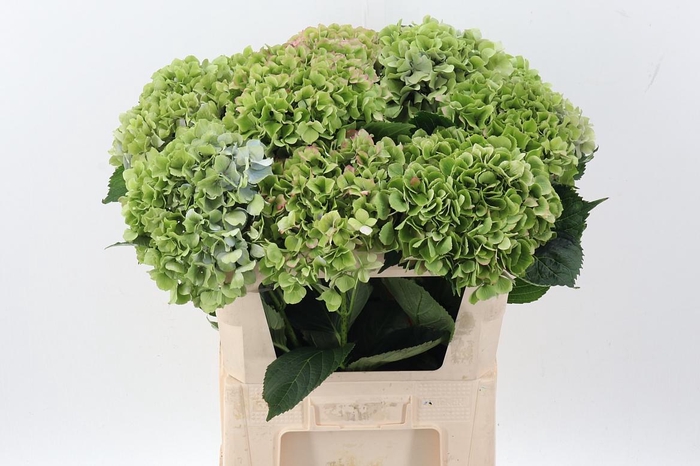 <h4>Hydr M Roy Benefi Cl</h4>