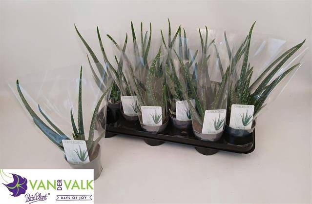 <h4>ALOE VERA</h4>