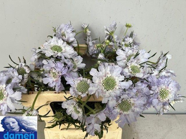 <h4>SCAB C JISCA</h4>