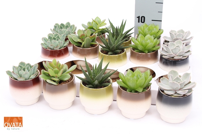 <h4>SUCC GEM 5 SRT</h4>