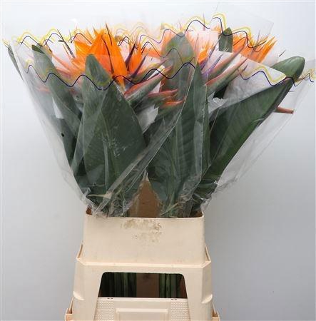 <h4>STREL REGINAE BLOEM</h4>