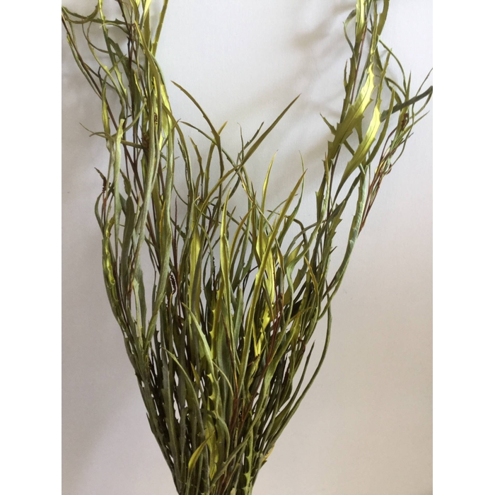 <h4>DRIED FLOWERS - GREVILLEA GEVERFD YELLOW PER BOS</h4>