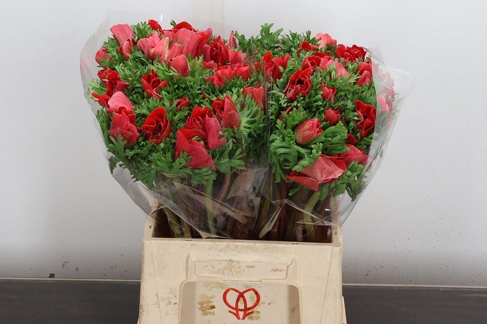 <h4>Anem Mistral Ex Red</h4>