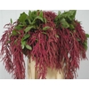 Amaranthus caudatus 'Love Lies Bleeding'