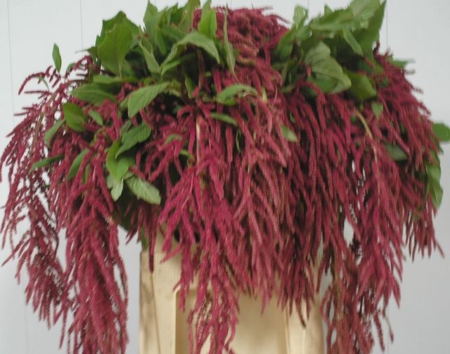 Amaranthus caudatus 'Love Lies Bleeding'