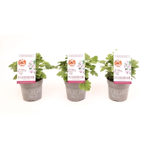 Pelargonium 'Orange Fizz' Anti-Mosquito