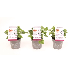 Pelargonium 'Orange Fizz' Anti-Mosquito