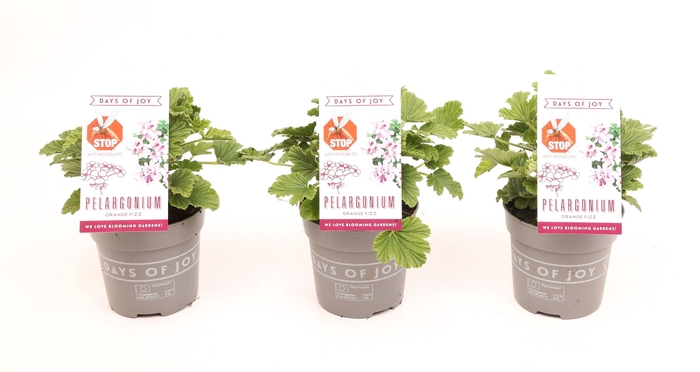<h4>Pelargonium 'Orange Fizz' Anti-Mosquito</h4>