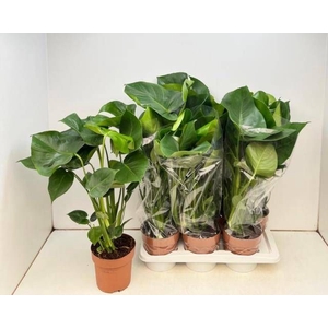 MONSTERA DELICIOSA