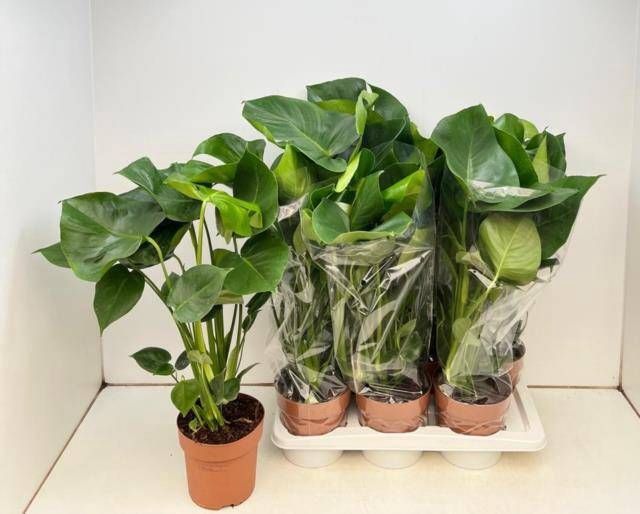 <h4>MONSTERA DELICIOSA</h4>