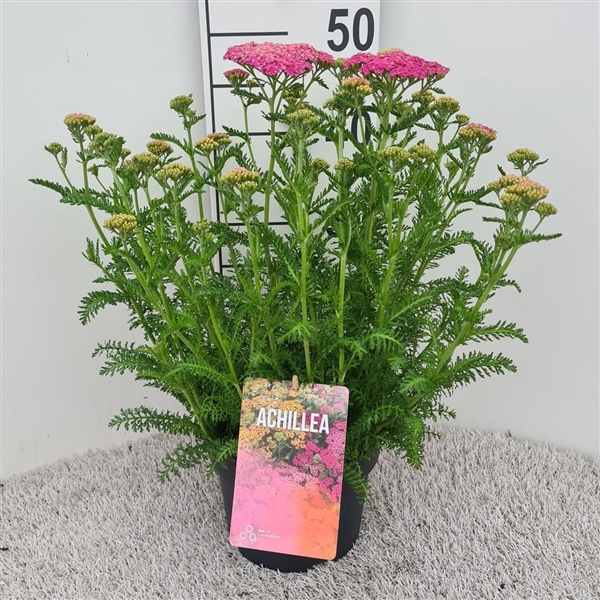 <h4>Achillea Skysail Bright Pink P19</h4>