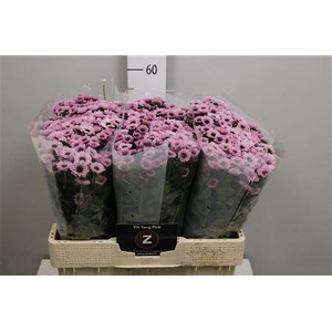 Chr S Yin Yang Pink