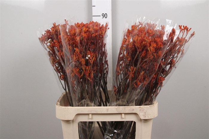 <h4>Anigoz Sienna Gold</h4>