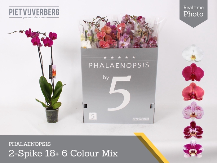 <h4>PHAL GEM 6 KL</h4>