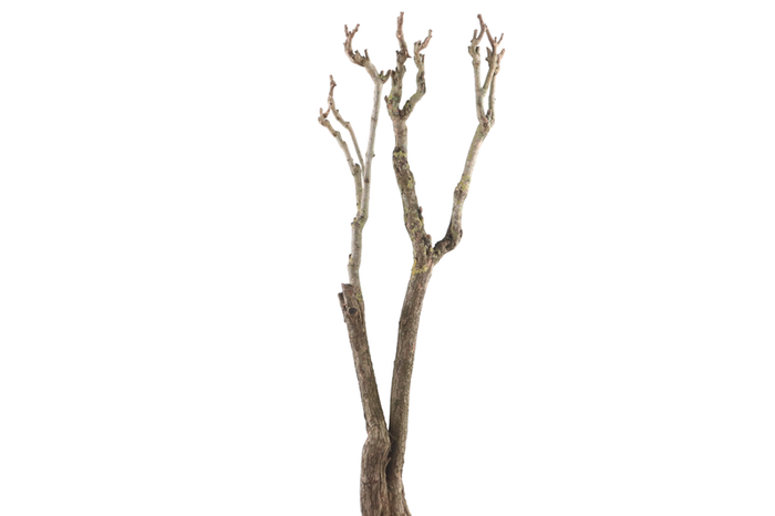 Syringa Branch Super Torelli