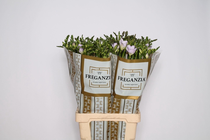 <h4>Freesia DU 'Nice'</h4>