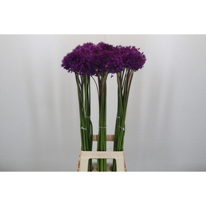 Allium Purple Sensation