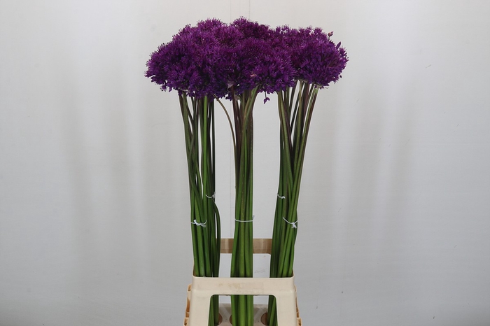 <h4>Allium Purple Sensation</h4>