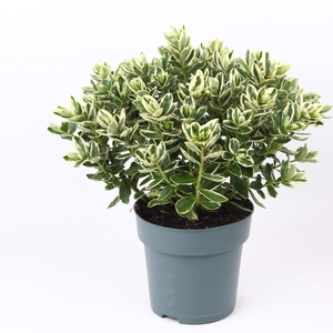 Hebe Classica Katrina P15 Addenda®