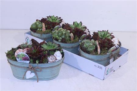 <h4>Arr Sempervivum</h4>