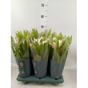 Guzmania  'Deseo Magical White'