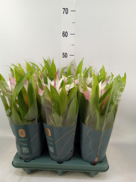 <h4>Guzmania  'Deseo Magical White'</h4>