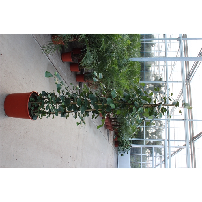 <h4>Ficus natalensis 'Trinova'</h4>