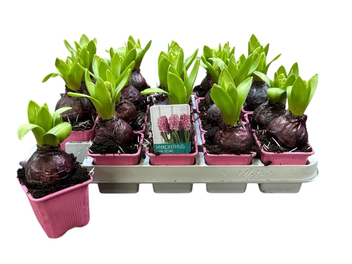 <h4>HYACIN PINK PEARL</h4>