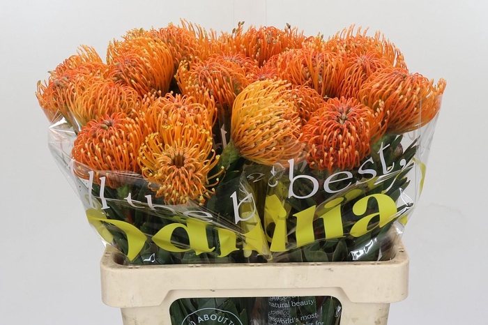 <h4>Nutans Ayoba Peach</h4>