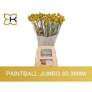 CRAS PAINTBALL JUMBO