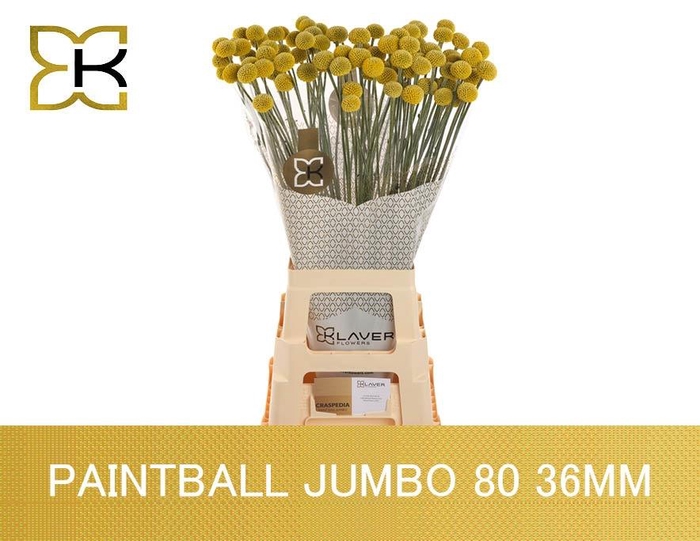 <h4>CRAS PAINTBALL JUMBO</h4>